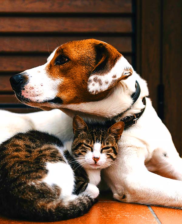 Pets
